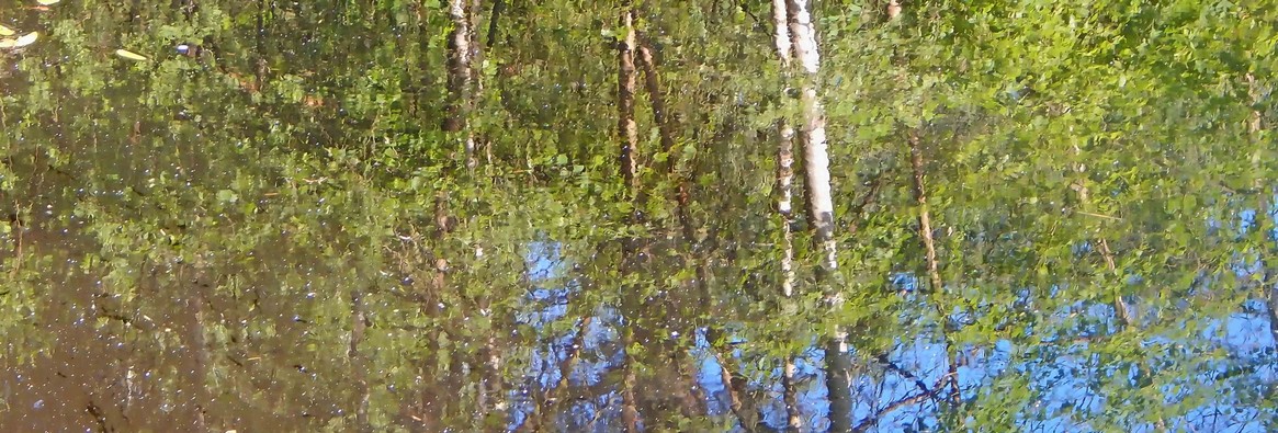 Birken im Wasser, Spiegelbild Impressionen Wasser Bäume